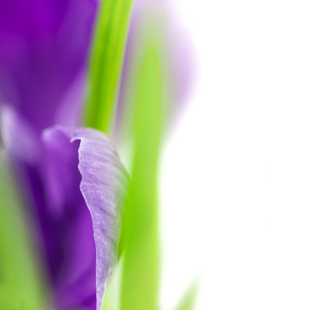  Crocus Flower   Super Macro background with  copy space   focus on the petalの写真素材