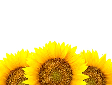 Border of large Sunflowers isolated on white   flowers frameの写真素材