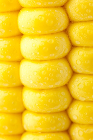 Grains of Ripe Corn with Water Droplets / Extreme Macro  Texture / Yellow backgroundの写真素材