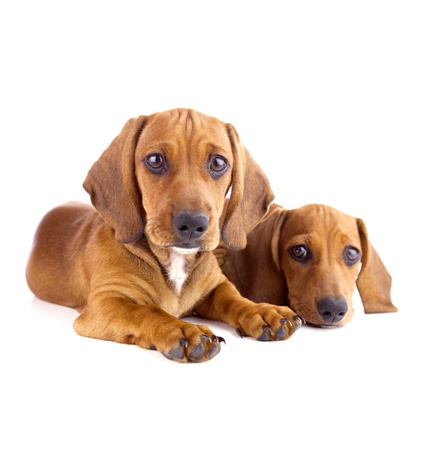 Two Dachshund Puppies sitting / Isolated on whiteの写真素材