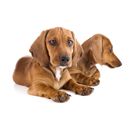 Two cute Dachshund Puppies   Isolated on white backgroundの写真素材