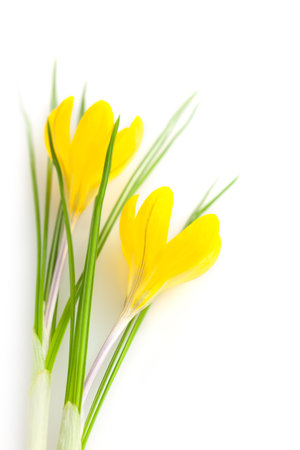Beautiful Yellow Spring Flowers isolated on white background / Crocusの写真素材