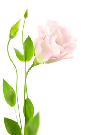 Beautiful Light-pink Flower with Buds isolated on white    Eustoma   Lisiantus  の写真素材