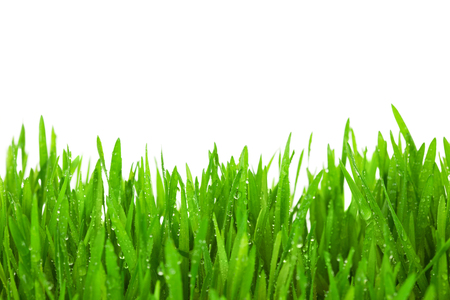 Fresh Green  Grass with Drops Dew   isolated on white with copy spaceの写真素材