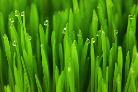 Fresh green wheat grass with Drops dew   eco macro background の写真素材