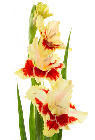 Beautiful fresh red and yellow gladiolus isolated on white background   verticalの写真素材