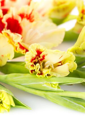 Fresh bright red and yellow gladiolus isolated on white background   verticalの写真素材