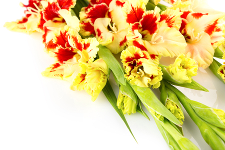 Red and yellow bright gladiolus   horizontal   close up   isolatedの写真素材