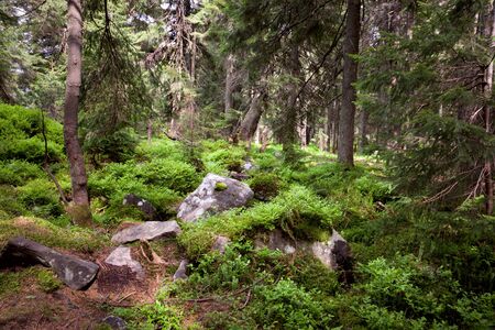 Old forest in the mountain -   stones, moss and pine trees  Carpathian, Ukraineの写真素材