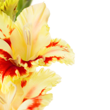 Beautiful fresh red annd yellow gladiolus isolated   close up   squareの写真素材