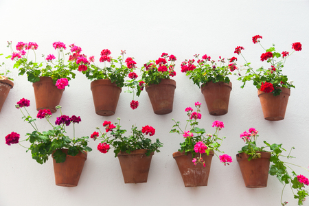 Flowerpots and red flower on a white wall with copy space for text  European town - Cordoba, Andalusia, Spain, Europe の写真素材