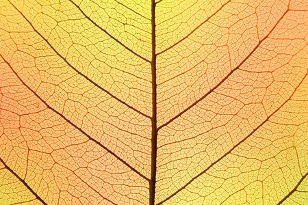 Background of Autumn colors Leaf cell structure - macro shot, natural textureの写真素材