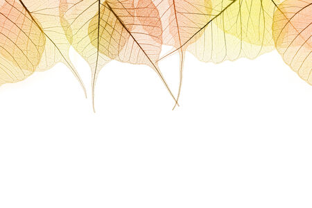 Border of Autumn color Leaves - natural cell structure, isilated on whiteの写真素材