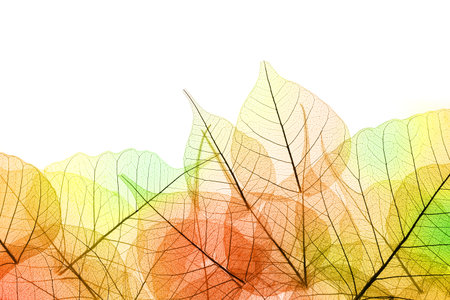 Border of Autumn color transparent Leaves - isolated on white backgroundの写真素材