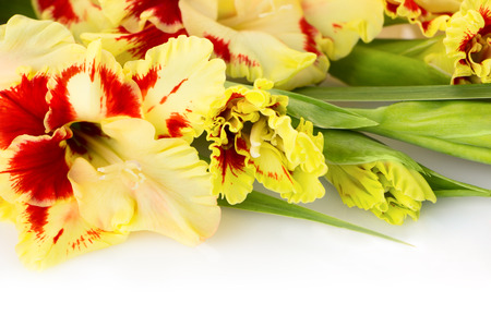 Fresh colorful red and yellow gladiolus isolated on white background \\\\ horizontalの写真素材