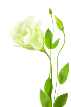 Delicate white Eustoma (Lisiantus) Flower with leaves and buds /  isolated with copy spaceの写真素材