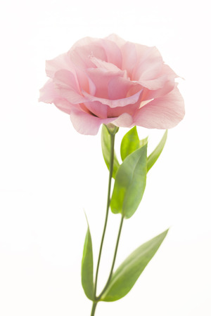 Fresh pink rose flower isolated on whiteの写真素材