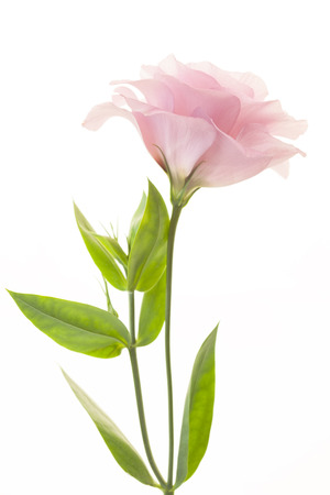 Beautiful pink rose flower isolated on white backgroundの写真素材