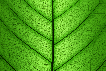 Green Leaf cell structure background - macro shot, textureの写真素材