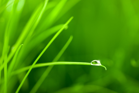 Water Drop on Grass Blade with Sparkle / copy spaceの写真素材