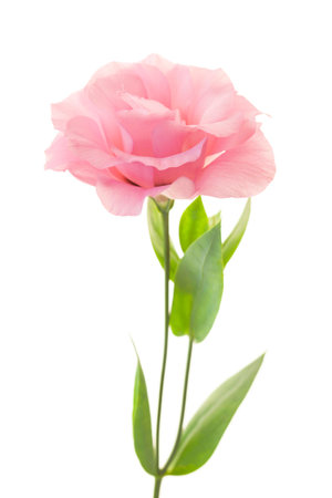 Fresh pink rose flower isolated on whiteの写真素材