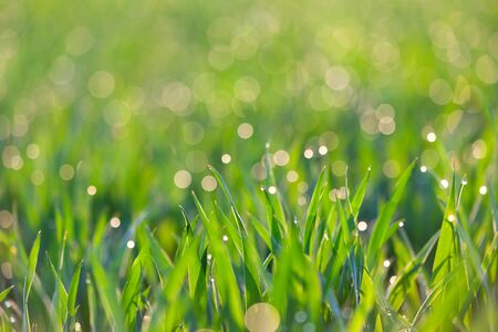 Fresh Grass with drops of dew in light -  green ecology background, focus on the frontの写真素材