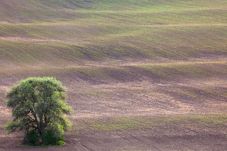 Old Tree and Ground Waves abstract minimalism natural Landscape for background or wallpaper  - spring in South Moravia, Czech Republic, Europeの写真素材