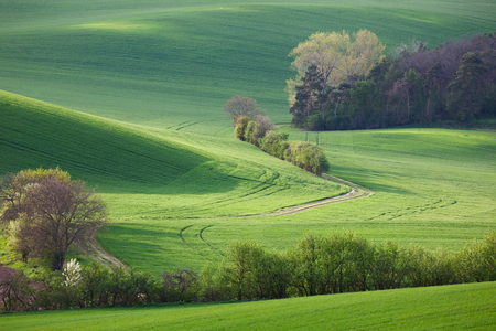 Abstract landscape of Sunny hills with green fields and ground road - backgrounds or wallpapers. Southern Moravia, Czech republicの写真素材