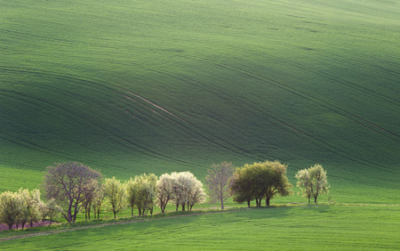 Green and Blossom Trees overlooking rolling hills with fields in sunset light suitable for backgrounds or wallpapers, natural minimalism landscapeの写真素材