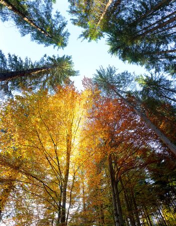 Autumn Leaves and trees with sunbeams - beautiful sesonal  background, fall in the forest, big sizeの写真素材