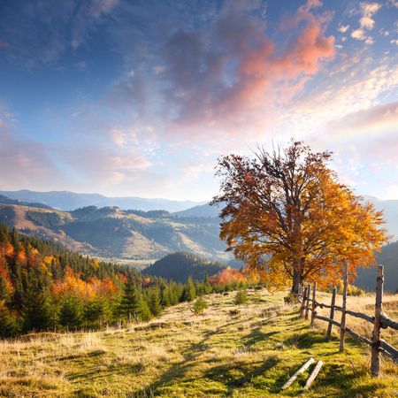 Autumn Landscape with Big Yellow Tree and Mountain Panorama at Early Morningの写真素材
