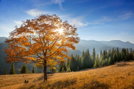 Golden Tree with sunbeams  in Mountains valley, fall season landscapeの写真素材