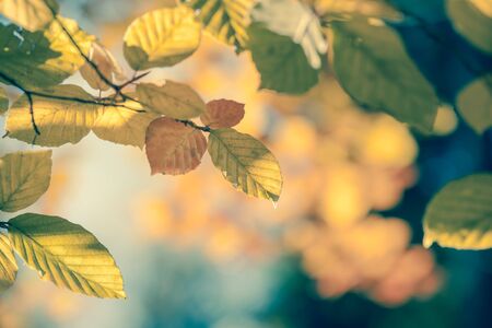 Autumnal leaves vintage background, soft focus and colorの写真素材