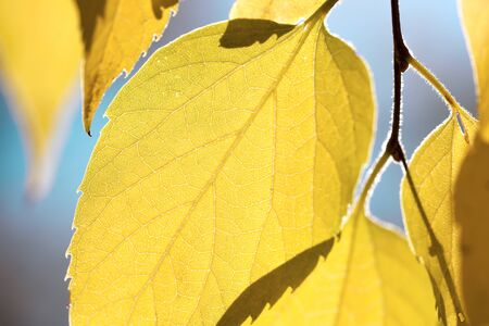 Autumn leaves against blue sky - fall season abstract background, macro shotの写真素材
