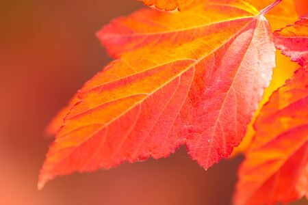 Macro of Beautiful Autumn leaves on defocused  background  - vibrant colors of fall seasonの写真素材