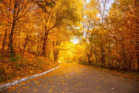 Gold Autumn in the city park -  Beautiful Yellow Trees and empty alleyの写真素材