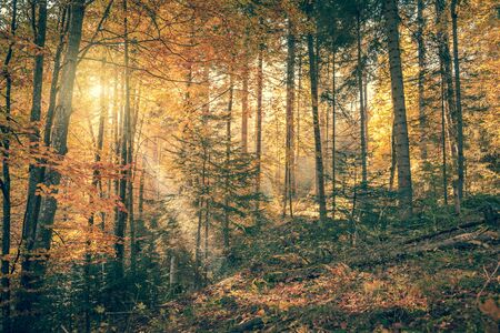 Morning in Wild Old Forest, Autumn season, real sunbeam, vintage styleの写真素材