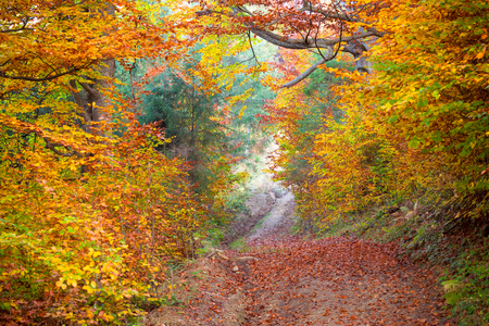 Silent Autumn forest - colorful vibrant leaves and trees, horizontal fall backgroundの写真素材