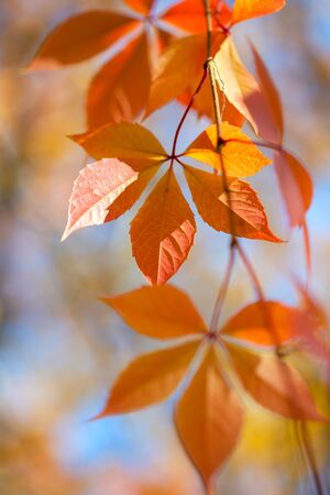 Beautiful Autumn leaves on defocused  background  - gentle colors of fall seasonの写真素材