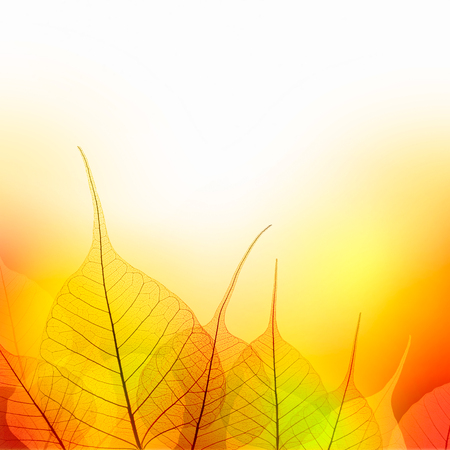 Leaves  Border of  Autumn color season on white background  - beautiful designの写真素材