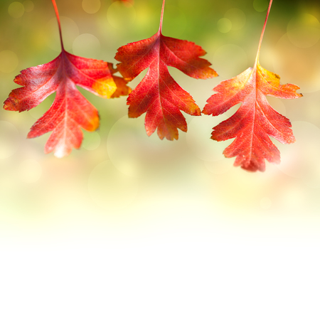 Design Border of  Autumn Red colorful Leaves  on white background with magical lights defocusedの写真素材