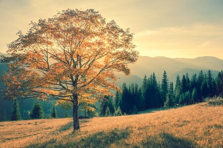 Autumn tree in mountains landscape,  vintage color styleの写真素材
