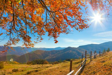 Morning Autumnal Landscape - yellow  leaves over mountains valley, blue sky and real sun - beautiful fall season dayの写真素材