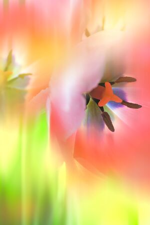 Gentle Abstract Flowers background, macro shot of tulips in blurred styleの写真素材