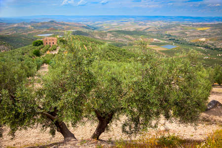 Olive Trees and Plantations Landscape, Andalusia, Spain, Europeの写真素材