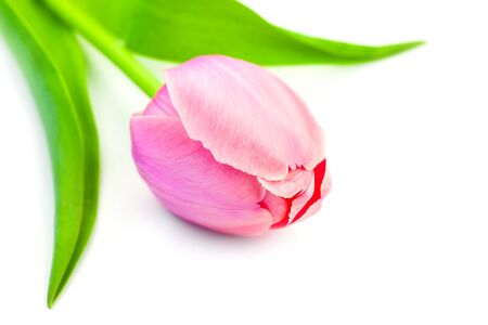 Beautiful Pink Tulip on white background, gentle spring flower, macroの写真素材