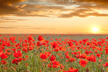 Beautiful poppy field landscape with golden sky, sun and clouds - sundown timeの写真素材