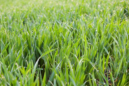 Fresh Grass with drops of dew -  green ecology background with soft focusの写真素材