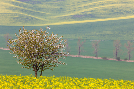 Blooming Tree over yellow and green fields - colorful spring landscape, horizontalの写真素材