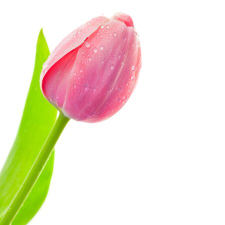 Fresh Big Tulip with waterdrops isolated on white background, spring seasonal cardの写真素材